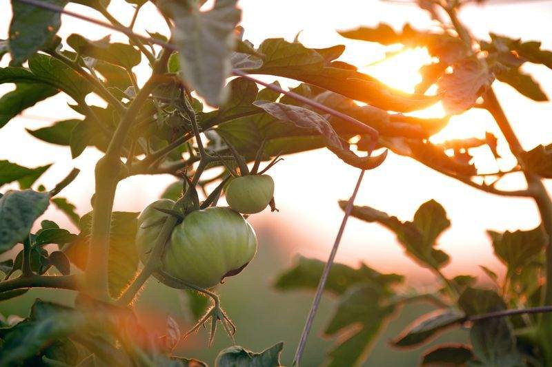 VerdeVivo Jardinería SP