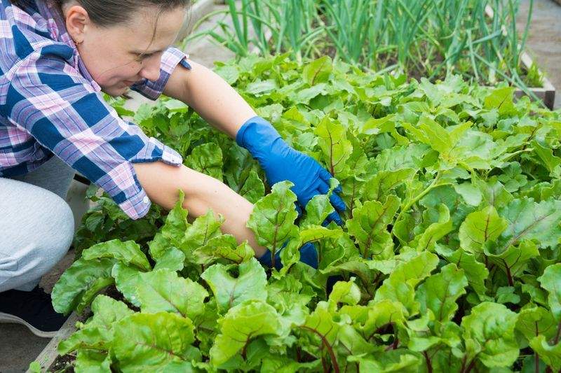 VerdeVivo Jardinería SP 6