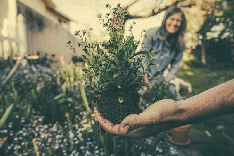 Poda de arbustos y árboles pequeños